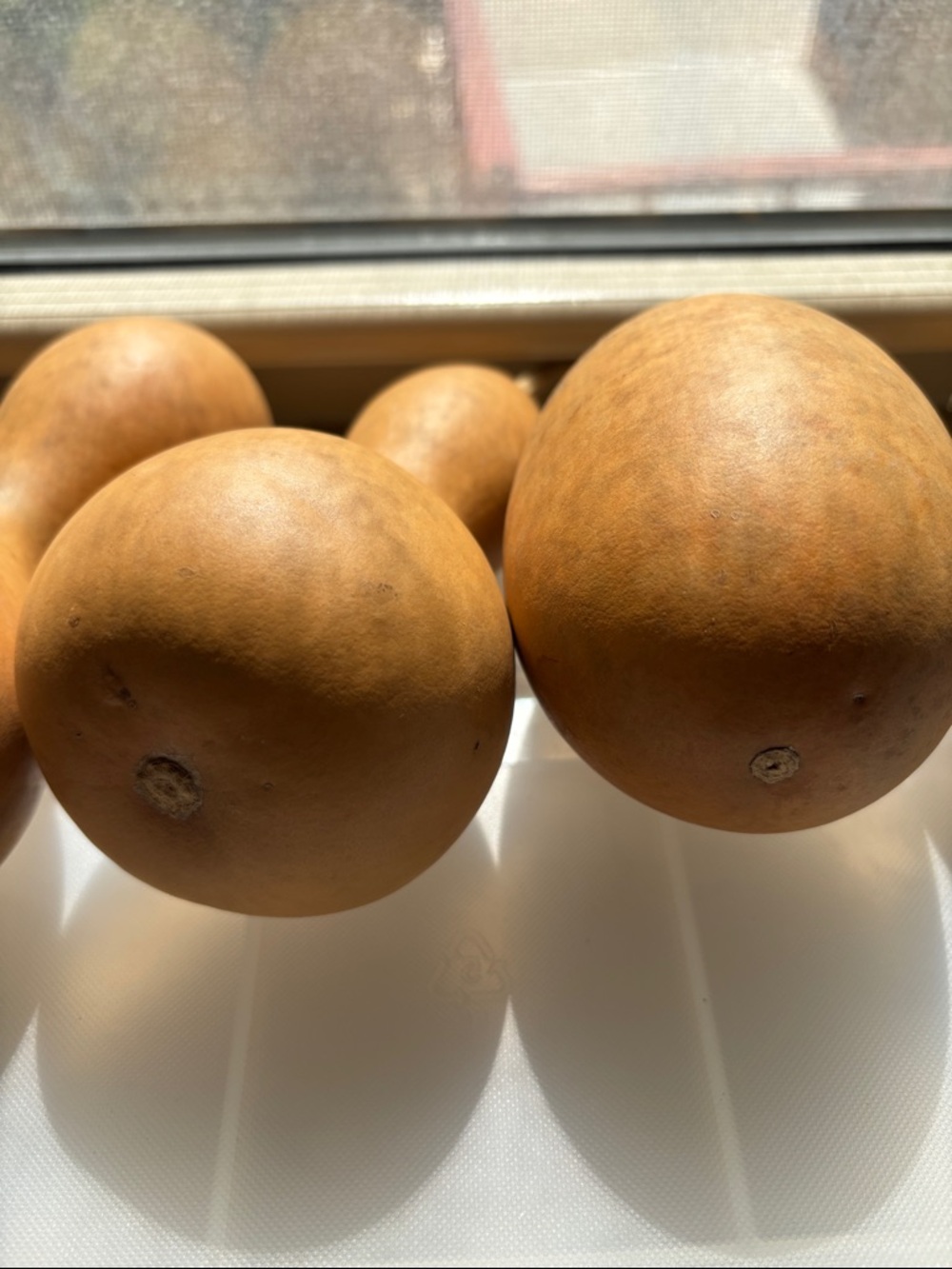 🟡6 Small To Medium Dried Gourds In Natural Brown - Picture 6 of 8